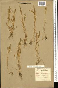 Phleum paniculatum Huds., Caucasus, Dagestan (K2) (Russia)