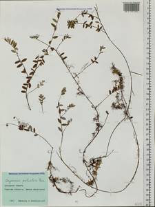 Vaccinium oxycoccos L., Siberia, Western Siberia (S1) (Russia)