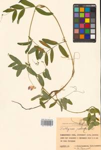 Lathyrus palustris subsp. palustris, Siberia, Russian Far East (S6) (Russia)