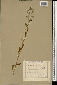 Lycopsis arvensis subsp. orientalis (L.) Kuzn., Caucasus, Armenia (K5) (Armenia)