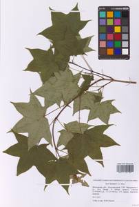 Acer cappadocicum subsp. cappadocicum, Eastern Europe, Moscow region (E4a) (Russia)