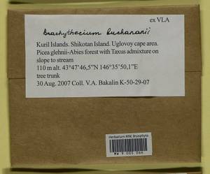 Brachythecium buchananii (Hook.) A. Jaeger, Bryophytes, Bryophytes - Russian Far East (excl. Chukotka & Kamchatka) (B20) (Russia)