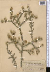 Cousinia dissecta Kar. & Kir., Middle Asia, Western Tian Shan & Karatau (M3) (Kazakhstan)