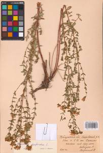 Hypericum perforatum L., Eastern Europe, Central region (E4) (Russia)