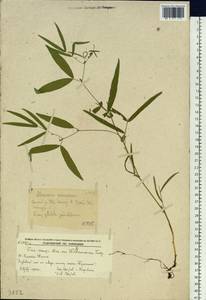 Vicia venosa (Link)Maxim., Siberia, Russian Far East (S6) (Russia)