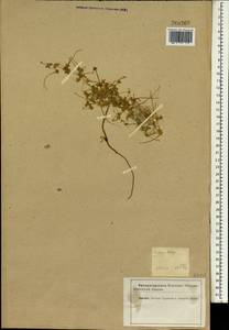 Erodium botrys (Cav.) Bertol., South Asia, South Asia (Asia outside ex-Soviet states and Mongolia) (ASIA) (Iran)