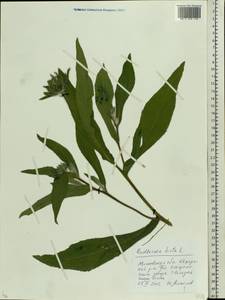 Rudbeckia hirta L., Eastern Europe, Moscow region (E4a) (Russia)