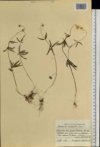 Ranunculus monophyllus Ovcz., Siberia, Western Siberia (S1) (Russia)