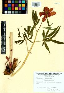 Paeonia anomala L., Siberia, Central Siberia (S3) (Russia)