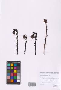 Hypopitys monotropa Crantz, Eastern Europe, Central forest-and-steppe region (E6) (Russia)