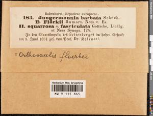 Neoorthocaulis floerkei (F. Weber & D. Mohr) L. Söderstr., De Roo & Hedd., Bryophytes, Bryophytes - Western Europe (BEu)