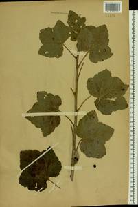 Ribes spicatum E. Robson, Eastern Europe, Volga-Kama region (E7) (Russia)