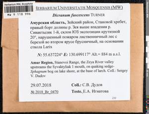 Dicranum fuscescens Turner, Bryophytes, Bryophytes - Russian Far East (excl. Chukotka & Kamchatka) (B20) (Russia)
