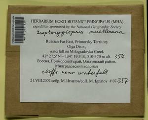 Isopterygiopsis catagonioides (Broth.) Ignatov & Ignatova, Bryophytes, Bryophytes - Russian Far East (excl. Chukotka & Kamchatka) (B20) (Russia)