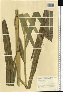 Sorghum bicolor (L.) Moench, Eastern Europe, North-Western region (E2) (Russia)