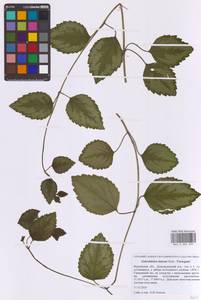 Lamium galeobdolon (L.) L., Eastern Europe, Moscow region (E4a) (Russia)