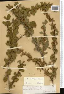 Berberis heteropoda Schrenk, Middle Asia, Northern & Central Tian Shan (M4) (Kazakhstan)