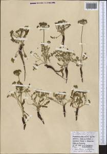 Schulzia crinita (Pall.) Spreng., Middle Asia, Northern & Central Tian Shan (M4) (Kyrgyzstan)