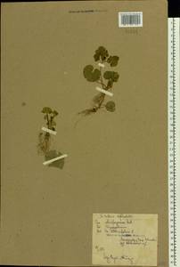 Chrysosplenium alternifolium L., Eastern Europe, Belarus (E3a) (Belarus)