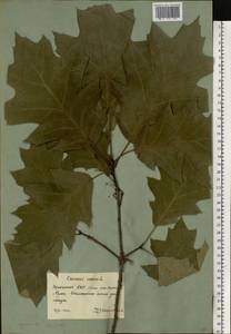 Quercus rubra L., Eastern Europe, North Ukrainian region (E11) (Ukraine)
