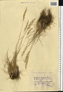 Koeleria pyramidata (Lam.) P.Beauv., Eastern Europe, North Ukrainian region (E11) (Ukraine)