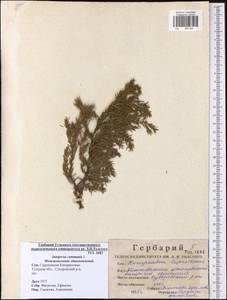 Juniperus communis L., Eastern Europe, Central region (E4) (Russia)