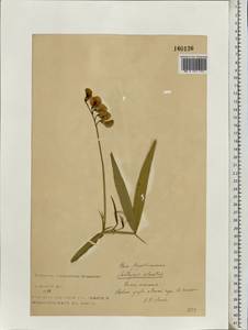 Lathyrus sylvestris L., Eastern Europe, North-Western region (E2) (Russia)