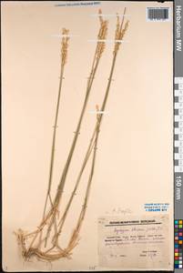 Agropyron fragile (Roth) P.Candargy, Middle Asia, Caspian Ustyurt & Northern Aralia (M8) (Kazakhstan)