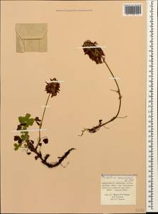 Trifolium canescens Willd., Caucasus, Krasnodar Krai & Adygea (K1a) (Russia)