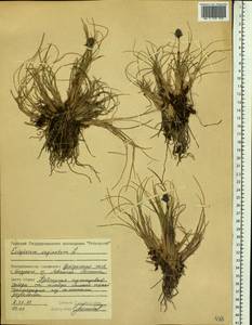 Eriophorum vaginatum L., Siberia, Central Siberia (S3) (Russia)