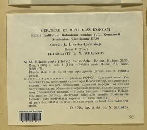 Blindia acuta (Hedw.) Bruch & Schimp., Bryophytes, Bryophytes - Karelia, Leningrad & Murmansk Oblasts (B4) (Russia)