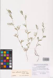 Vicia lathyroides L., Eastern Europe, Lower Volga region (E9) (Russia)