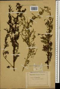 Artemisia annua L., Caucasus, Georgia (K4) (Georgia)