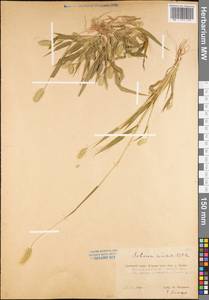 Setaria viridis (L.) P.Beauv., Eastern Europe, Western region (E3) (Russia)
