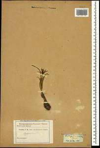 Gagea reticulata (Pall.) Schult. & Schult.f., Caucasus (no precise locality) (K0)
