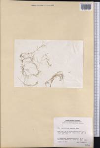 Callitriche hamulata W. D. J. Koch, America (AMER) (Greenland)