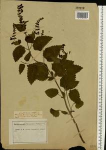 Scutellaria altissima L., Eastern Europe, Central forest-and-steppe region (E6) (Russia)