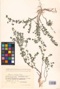 MHA 0 159 177, Linaria cretacea Fisch. ex Spreng., Eastern Europe, Lower Volga region (E9) (Russia)