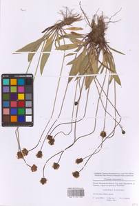Plantago lanceolata L., Eastern Europe, Moscow region (E4a) (Russia)