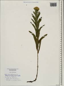 Pentanema germanicum (L.) D. Gut. Larr., Santos-Vicente, Anderb., E. Rico & M. M. Mart. Ort., Caucasus, Black Sea Shore (from Novorossiysk to Adler) (K3) (Russia)