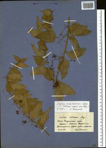 Smilax riparia var. riparia, Siberia, Russian Far East (S6) (Russia)