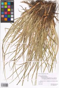 Carex hordeistichos Vill., Eastern Europe, Central forest-and-steppe region (E6) (Russia)