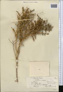 Halothamnus, Middle Asia, Caspian Ustyurt & Northern Aralia (M8) (Kazakhstan)