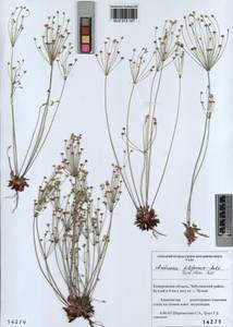 Androsace lactiflora Fisch. ex Willd., Siberia, Altai & Sayany Mountains (S2) (Russia)