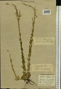 Arabis planisiliqua subsp. nemorensis (Wolf ex Hoffm.) Soják, Eastern Europe, Central region (E4) (Russia)