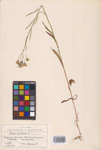 Crepis tectorum L., Siberia, Russian Far East (S6) (Russia)