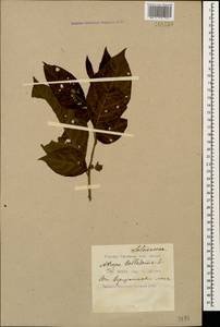 Atropa belladonna L., Caucasus, Black Sea Shore (from Novorossiysk to Adler) (K3) (Russia)
