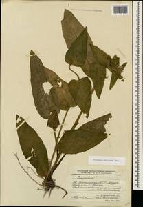 Campanula glomerata subsp. hispida (Witasek) Hayek, Caucasus, North Ossetia, Ingushetia & Chechnya (K1c) (Russia)