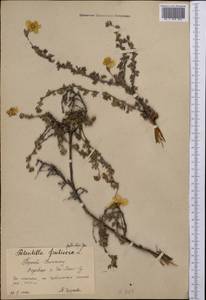 Dasiphora fruticosa (L.) Rydb., Middle Asia, Northern & Central Tian Shan (M4) (Kyrgyzstan)