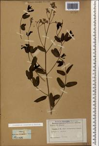 Poacynum sarmatiense (Woodson) Mavrodiev, Laktionov & Yu. E. Alexeev, Caucasus (no precise locality) (K0)